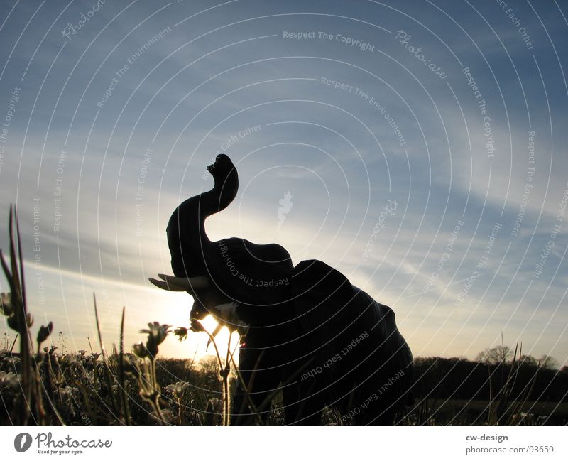 That's not an elephant! Meadow Flower White Green Juicy Clouds Bad weather Light Shadow Dazzle Tree Heathland Bushes Tuft of grass Grass Blade of grass