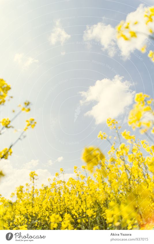 The sky above us Nature Sky Clouds Summer Beautiful weather Plant Flower Blossom Agricultural crop Canola Canola field Field Observe Blossoming Discover