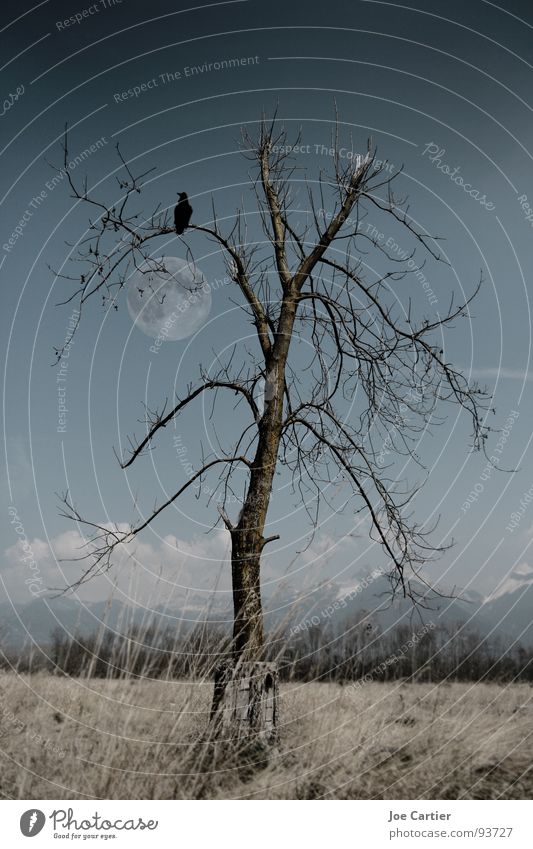 moonlight Dark Mystic Tree Field Raven birds Moon Loneliness Sadness