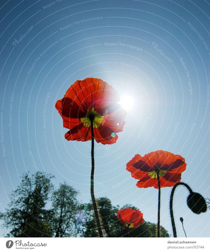 corn poppy Poppy Corn poppy Red Summer Spring Flower Blossom Light blue Cyan Silhouette Back-light Sun Sky Perspective Blue Beautiful weather Bud Nature