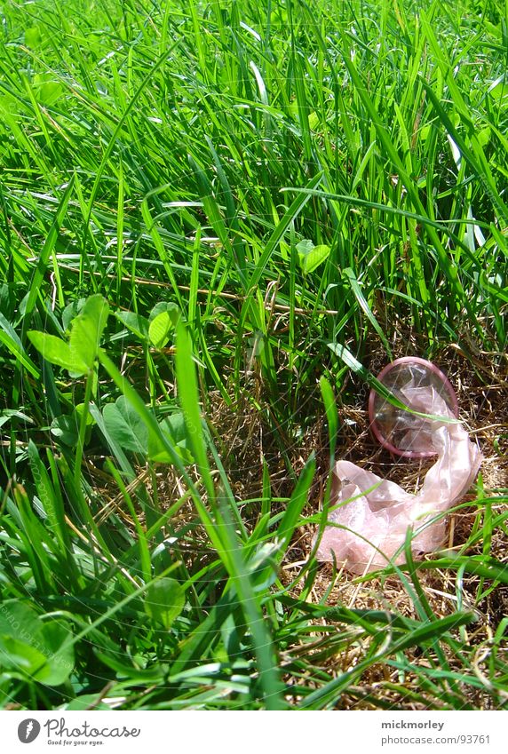spring awakening Meadow Green Grass Blade of grass Full Condom Latex Night Physics Hot Summer Joy Free Feasts & Celebrations Warmth quickie safersex