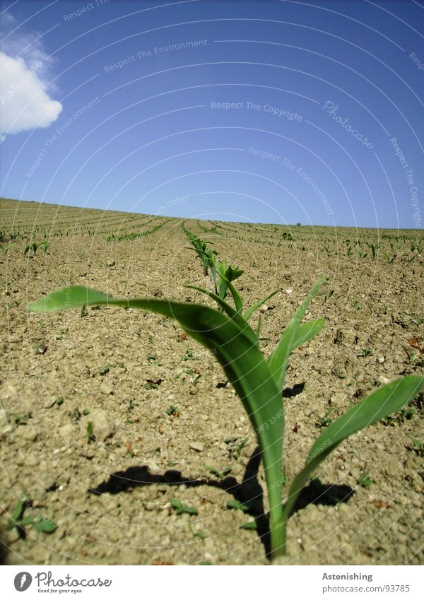 front row Far-off places Environment Nature Landscape Plant Earth Sky Clouds Horizon Summer Weather Beautiful weather Agricultural crop Field Hill Growth