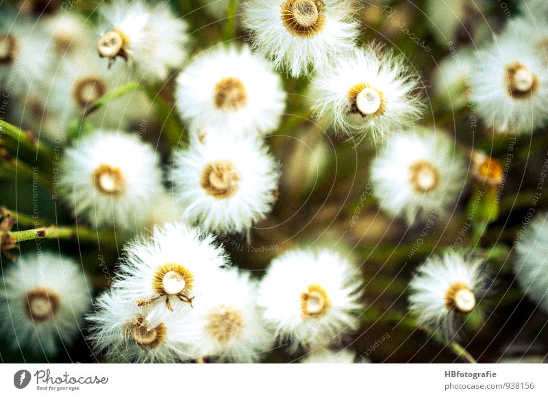 White flowers Nature Plant Flower Blossom Wild plant Meadow Field Spring fever pretty Variable Vacation & Travel Environment Transience Flower meadow Dandelion