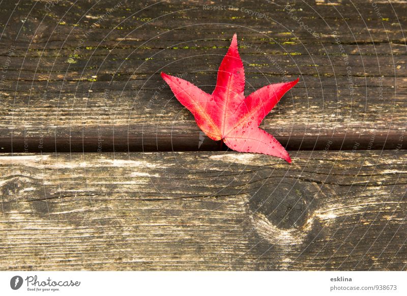 autumnleaf Autumn Leaf Wood Drop Nature Change Colour photo Exterior shot Close-up Deserted Day