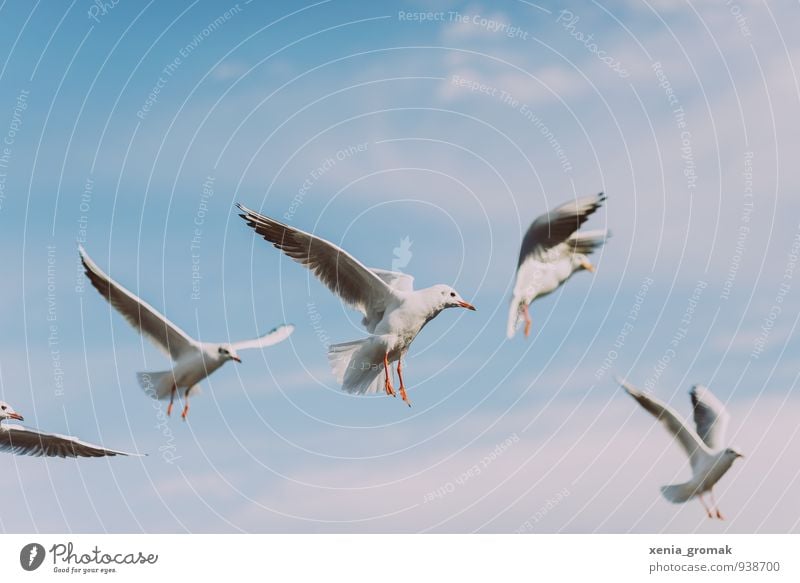 gulls Lifestyle Leisure and hobbies Playing Vacation & Travel Tourism Trip Adventure Far-off places Freedom Summer Environment Animal Sky Cloudless sky Clouds