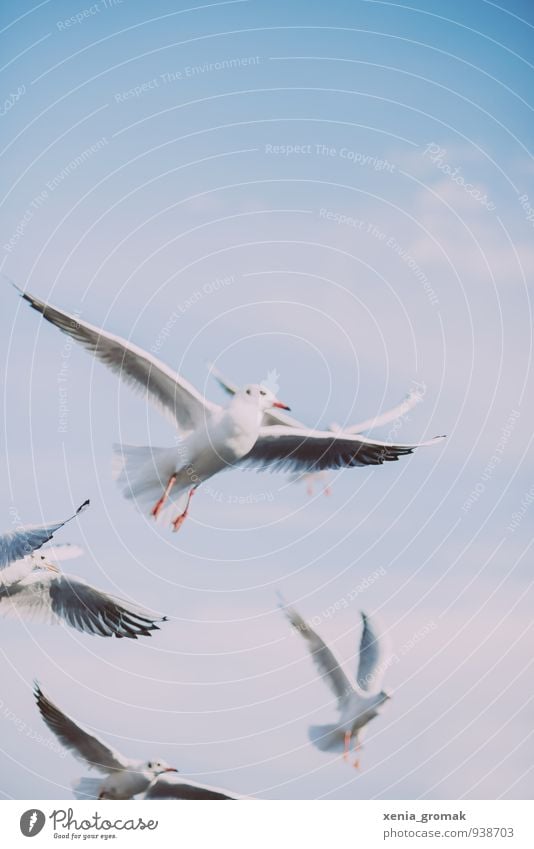 seagull Nature Animal Sky Cloudless sky Clouds Beautiful weather Wild animal Bird Pigeon 1 4 Group of animals Blue Turquoise White Euphoria Bravery Success