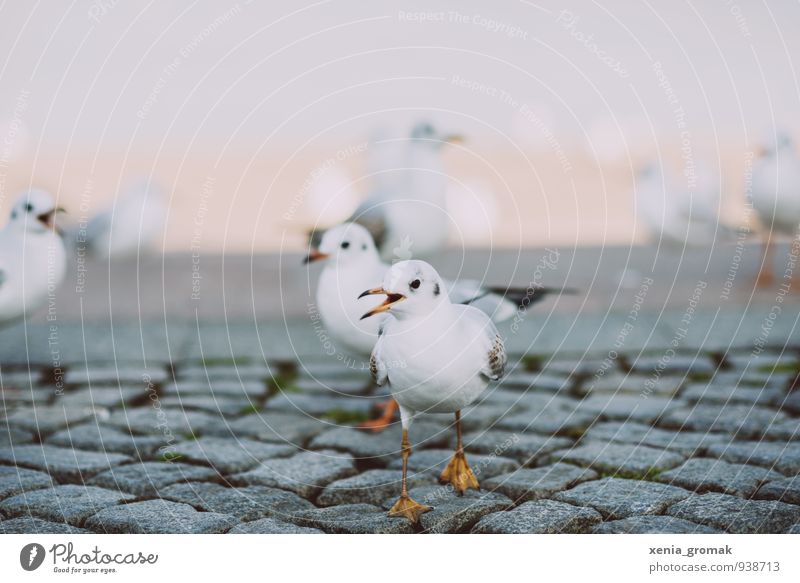 bird Environment Nature Animal Climate Weather Old town Bird 1 Group of animals Esthetic White Friendship Love of animals Movement Freedom Leisure and hobbies