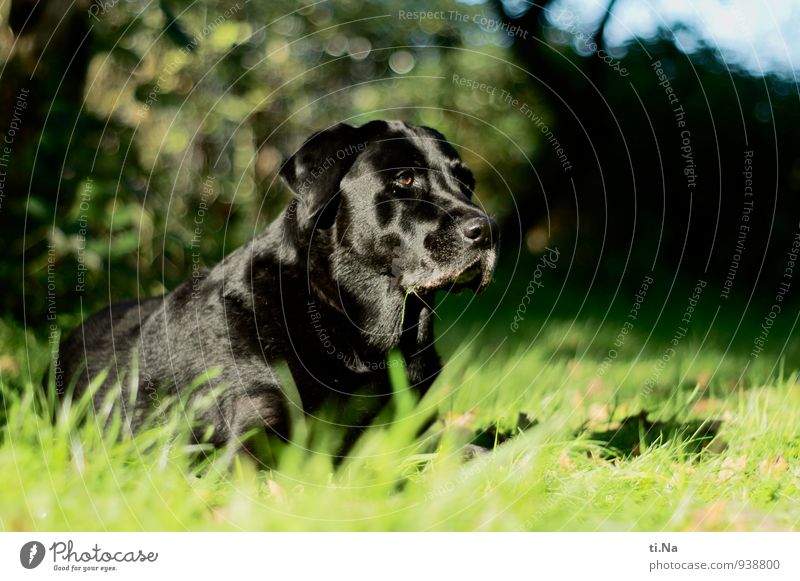 it moves Garden Meadow Pet Dog Labrador 1 Animal Observe Discover Hunting Friendliness Feminine Green Black Turquoise Power Brave Surveillance Exterior shot Day