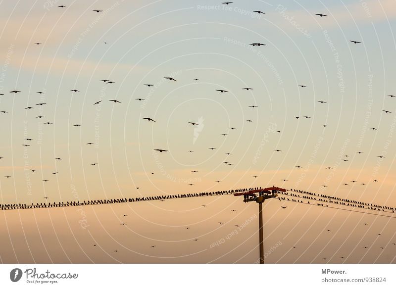 overbooked Group of animals Flock Funny Bird Electricity pylon Evening sun Clouds in the sky Floating Flock of birds Landing Landing Strip Autumn Colour photo