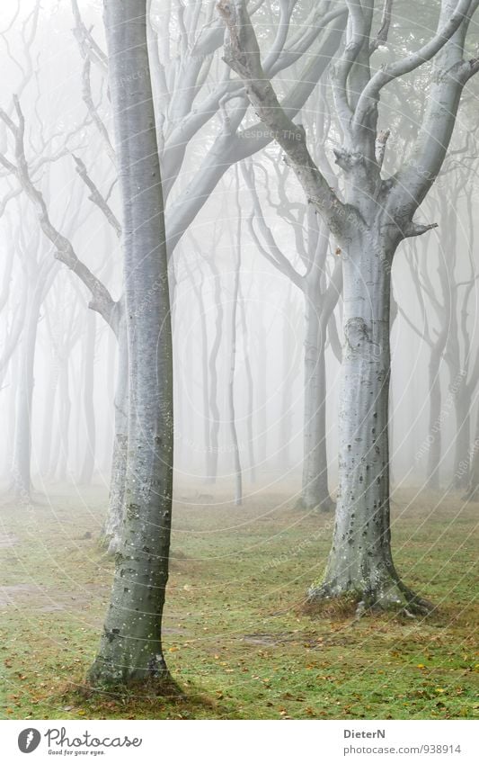 veil Nature Landscape Autumn Weather Fog Tree Grass Forest Gray Green White Beech wood Ghost forest Colour photo Exterior shot Deserted Copy Space left