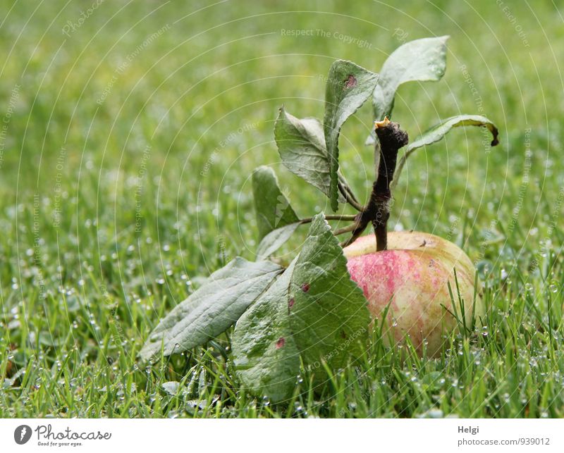 an apple a day... Food Fruit Apple Nutrition Organic produce Environment Nature Landscape Plant Drops of water Autumn Grass Leaf Garden Lie Esthetic Fresh