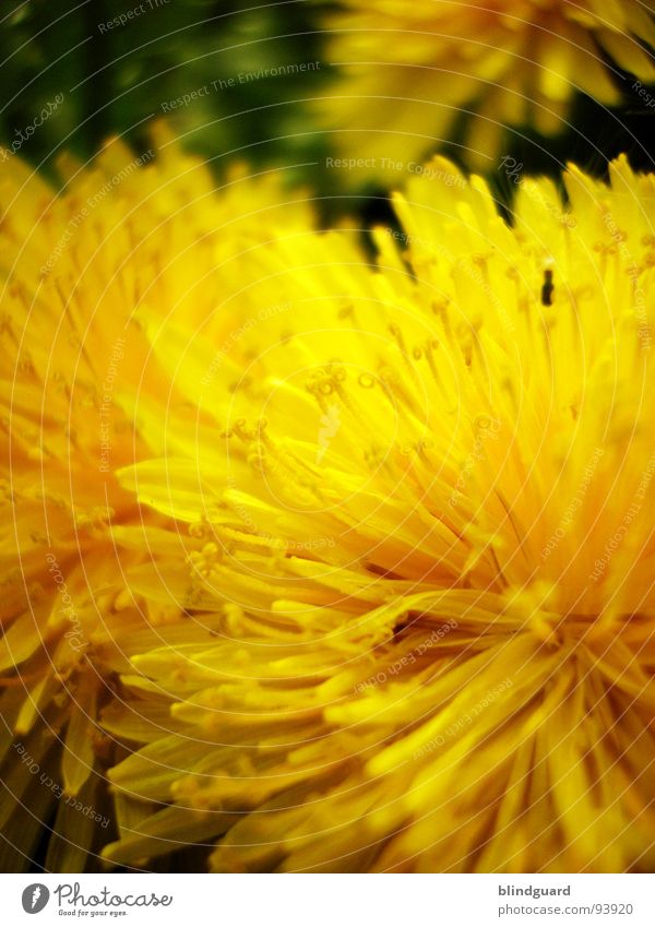 dandelion in season Flower Yellow Summer Sprinkle Macro (Extreme close-up) Blur Plant Dandelion Close-up Spring Peter funny Seed sharp Garden Wild animal