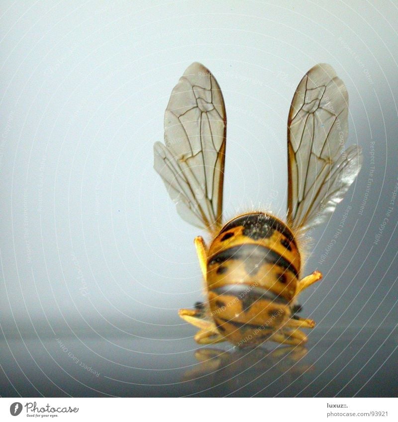 I’ll dance in your ear Bee - a Royalty Free Stock Photo from Photocase