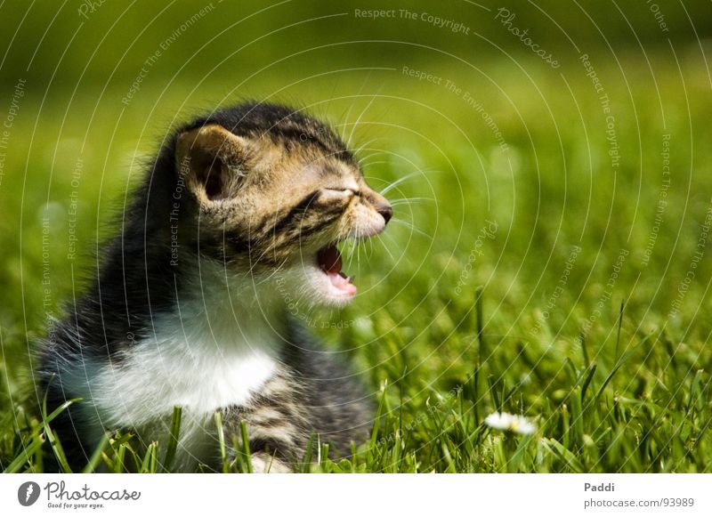 Don't get too close.... Cat Kitten Meow Grass Sweet Small Diminutive Depth of field Dangerous Snarl To talk Green Summer Physics Hot Meadow Fear Panic Mammal