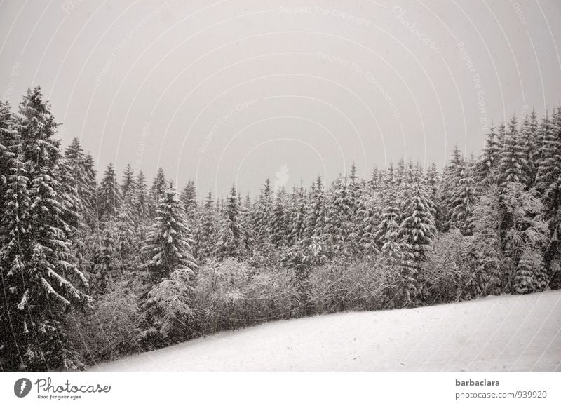 snowflakes Nature Landscape Earth Air Sky Winter Snow Snowfall Forest Black Forest Cold Moody Calm Climate Senses Environment Change Black & white photo
