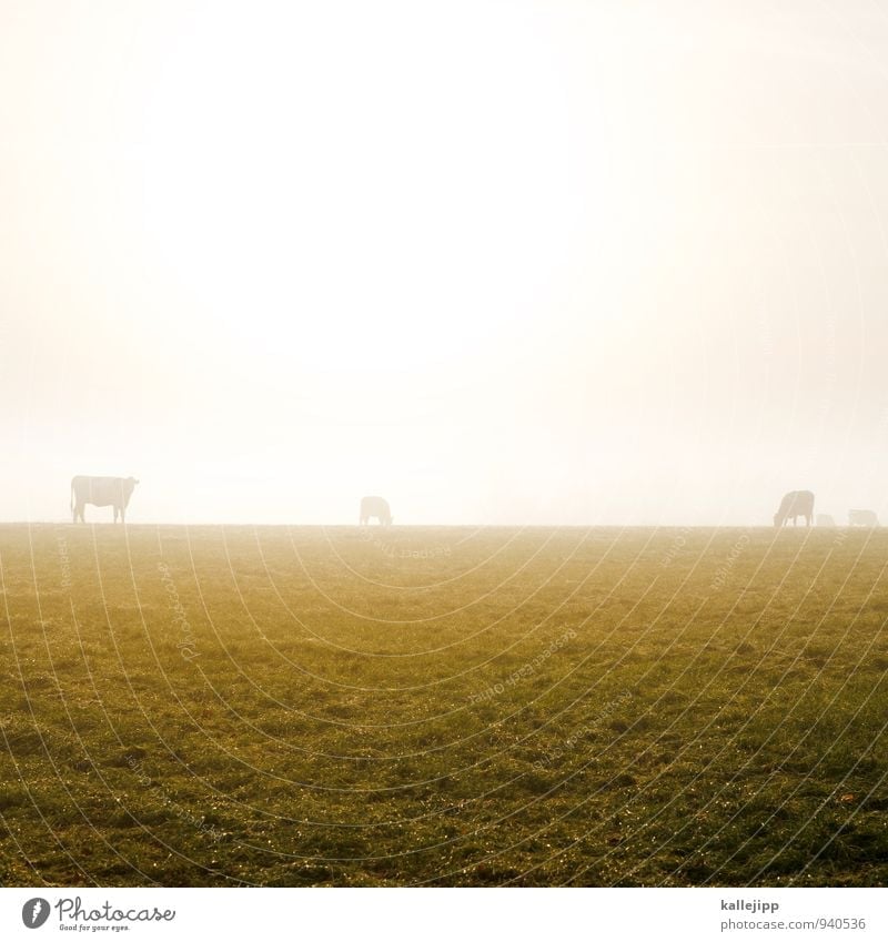 family muh Agriculture Forestry Animal Farm animal Cow Herd Gold Fog Autumn Autumnal Meadow Pasture Horizon To feed Grassland Colour photo Exterior shot Day
