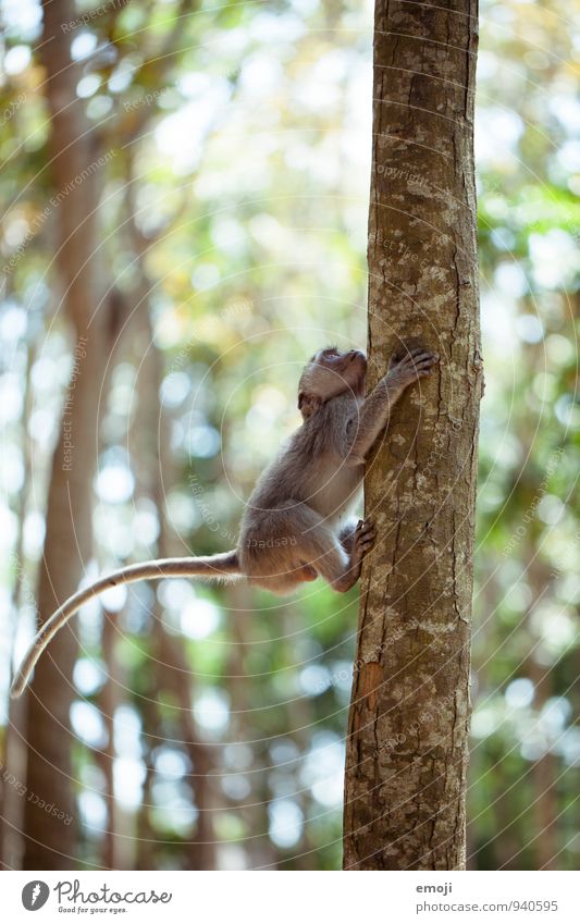 climbing monkey Animal Wild animal Zoo Monkeys 1 Baby animal Natural Curiosity Climbing Colour photo Exterior shot Deserted Day Shallow depth of field