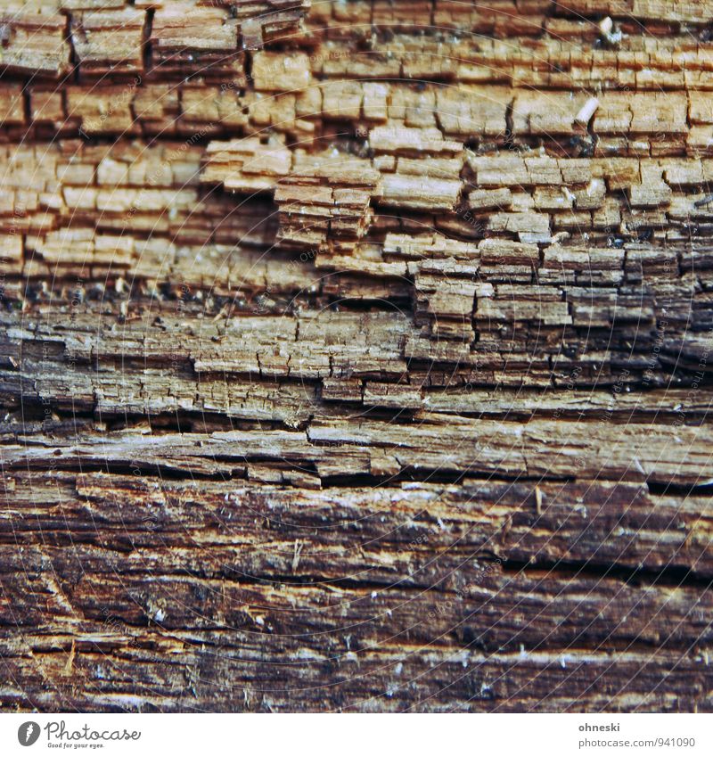 wood Wooden stake Pole Line Old Transience Brittle Colour photo Subdued colour Exterior shot Abstract Pattern Copy Space middle Day Contrast