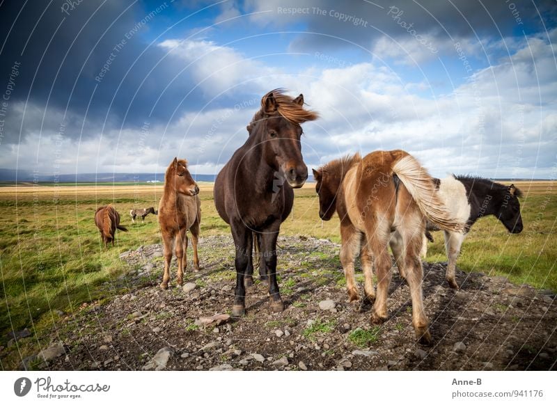 Wind in the manes Equestrian sports Agriculture Forestry Landscape Animal Sky Farm animal Horse Herd Stand Free Natural Bravery Power "wind coloured Iceland,"