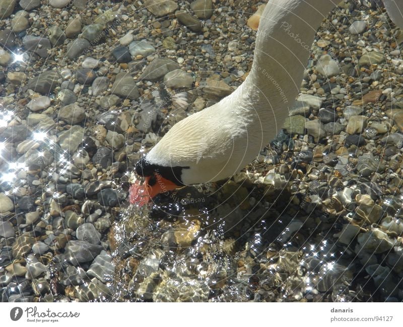 Blub, blub... don't put your head in the gravel... Swan Lake Animal Bird Starnberg To feed Head under water Nature