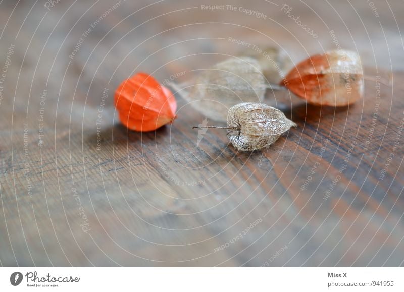 physalis Fruit Autumn Flower Decoration Kitsch Odds and ends Collection Wood Faded To dry up Dry Decline Transience Physalis Chinese lantern flower Dried flower