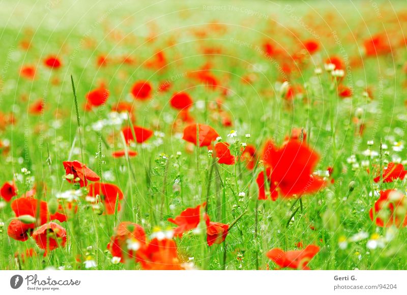 poppy boom Fresh Fruity Multiple Corn poppy Red Delicate Thorny Open Green Multicoloured Blossoming Summer Foliage plant Motion blur Poppy field Gaudy Chamomile