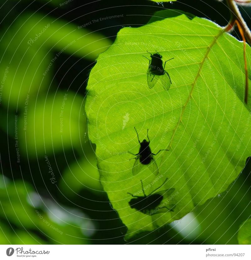 Shadow Flies Leaf Tree Green Worm's-eye view Under Animal Insect 3 Flying Nature Above