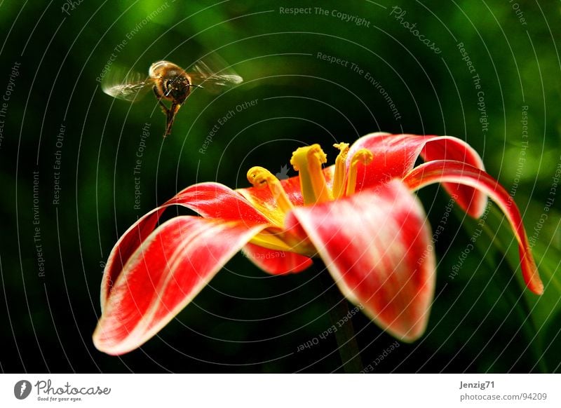 Landing approach. Bee Flower Blossom Tulip Insect Flying Blossoming