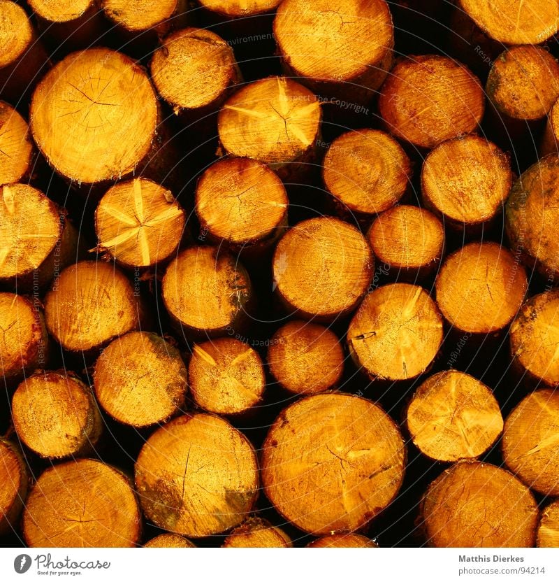 wood Tree Wood Round Yellow Heap Stack Stack of wood Tree trunk Logging Forestry Circle Dry Raw materials and fuels Exterior shot Pattern Nature Spruce