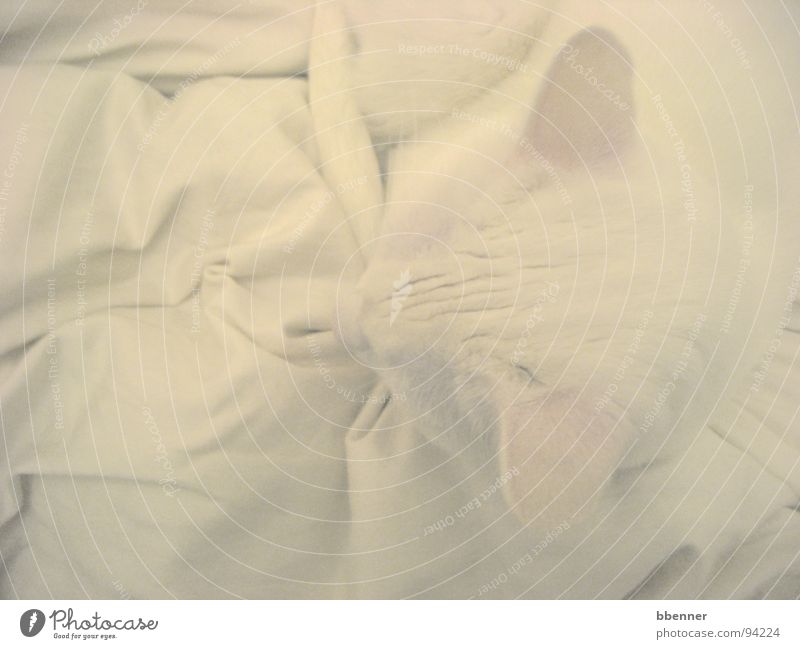 SnowWhite Cat Bed Pelt Mammal Beautiful Ear Blanket Gloomy Wrinkles