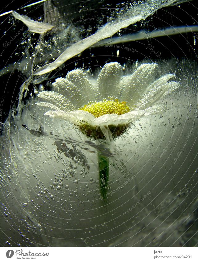 Frozen flower