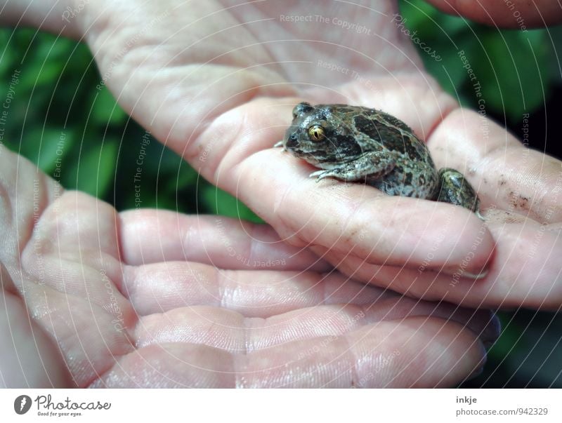 foundling Education Biologist Biology Hand Animal Wild animal Frog Common toad 1 Crouch Small Natural Cute Emotions Protection Love of animals Responsibility