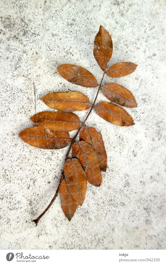 autumn postcard Plant Autumn Drought Leaf Lie To dry up Thin Natural Beautiful Brown Gray Decline Transience Change Seasons 12 Dried flower Dry Autumnal