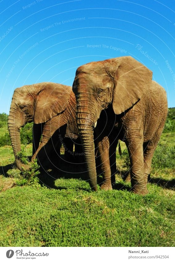 elephants Animal Wild animal Zoo Elephant Safari Africa South Africa 2 Herd Authentic Free Healthy Gigantic Infinity Natural Blue Brown Green