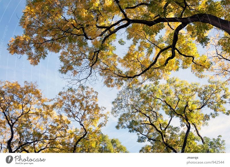 treetops Tree Nature Treetop Environment Beautiful weather