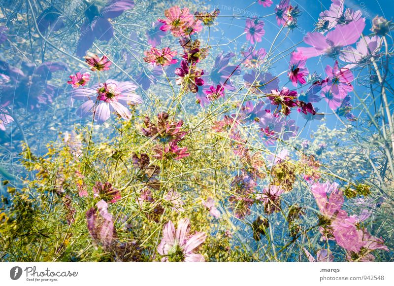 2200 | Summery Lifestyle Style Environment Nature Plant Cloudless sky Spring Autumn Beautiful weather Cosmos Flower meadow Blossoming Esthetic Exceptional