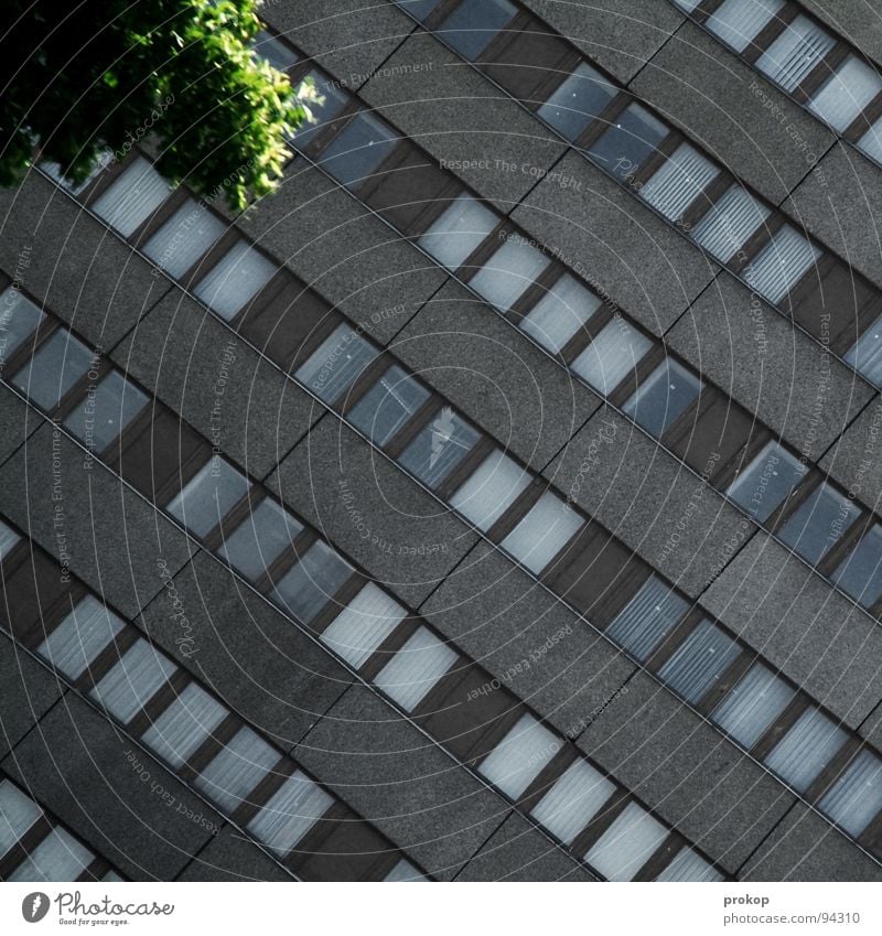 Oasis in B. House (Residential Structure) Window Glazed facade Tree Green Gray Kreuzberg Pattern Building High-rise Gloomy Wall (building) Diagonal Across Leaf