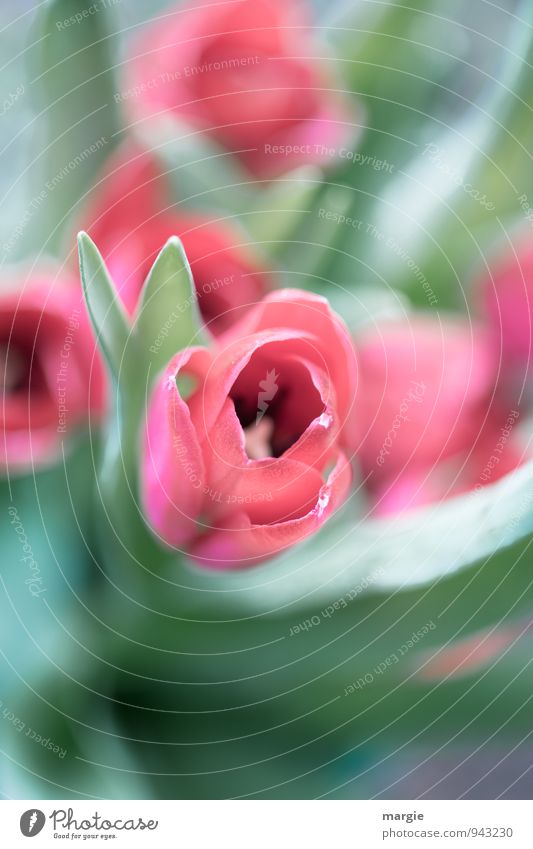 Tulips bed Garden Nature Plant Spring Flower Leaf Blossom Foliage plant Tulip blossom Vase Blossoming Esthetic Fresh Green Pink Red Emotions Happy
