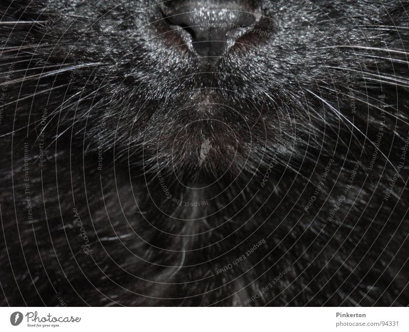 The cat is a freelancer Cat Panther Snout Whisker Nose Odor Pelt Soft Glittering Cuddly Caress Mammal pussy parlourieger parquet panther Muzzle Mouth