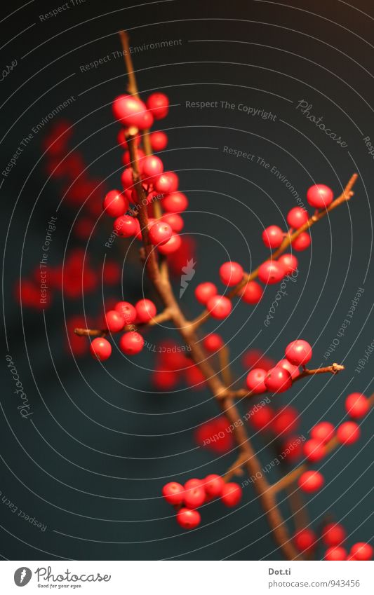 Stylezweyg Living or residing Plant Round Red Twig Berries berry branch Berry bushes Decoration Christmas & Advent Autumnal Ilex Colour photo Interior shot
