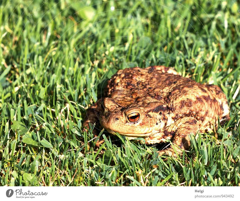Visit to the garden... Environment Nature Landscape Plant Animal Summer Beautiful weather Grass Foliage plant Garden Wild animal Frog Painted frog Common toad 1