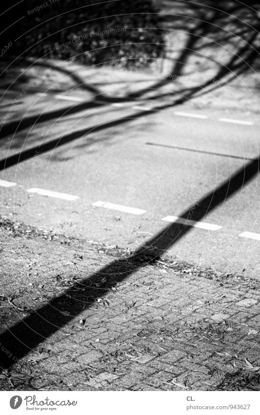 shadow Environment Nature Autumn Beautiful weather Tree Transport Traffic infrastructure Road traffic Street Lanes & trails Cycle path Line Black & white photo