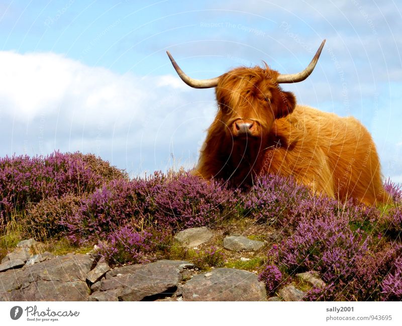 Siesta in the Highlands... Sunlight Summer Beautiful weather Heather family Mountain heather Rock Animal Farm animal Cow 1 Observe Relaxation Lie Dream Wait