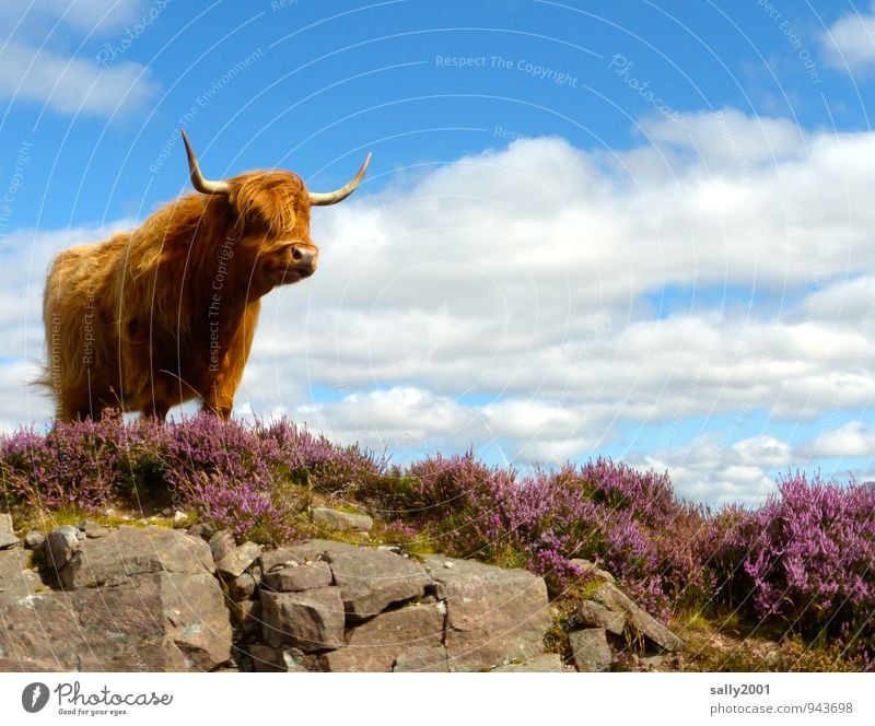 Everything in view... Beautiful weather Mountain heather Heather family Animal Farm animal Cow Pelt Highland cattle Antlers 1 Observe Looking Stand Wait
