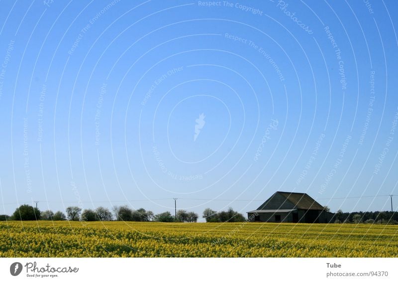 jumping feeling Canola Yellow Green Plant Field Saxony Barn Gray Brown Ochre House (Residential Structure) Brick Tree Farm Roof Barn door Ozone layer