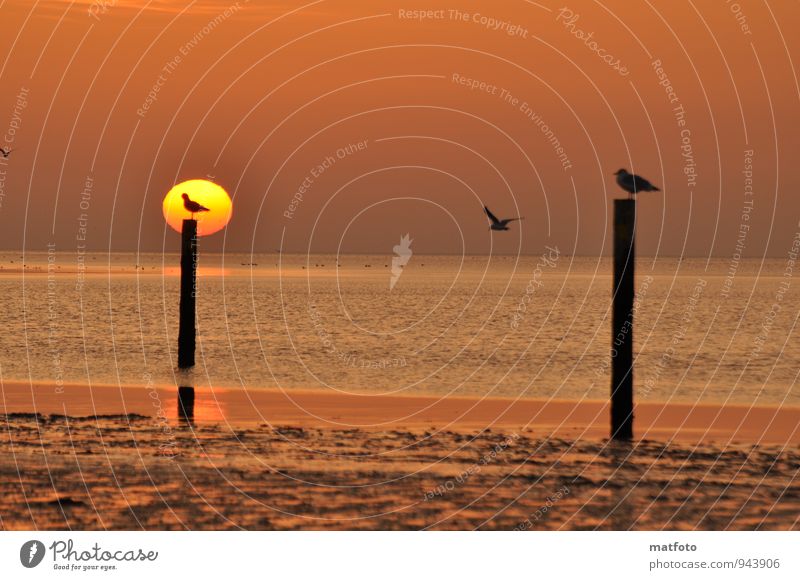 Waiting for an empty seat. Vacation & Travel Beach Ocean Sunrise Sunset Coast North Sea Animal Bird Seagull 3 Sand Wood Water Wooden stake Relaxation To enjoy