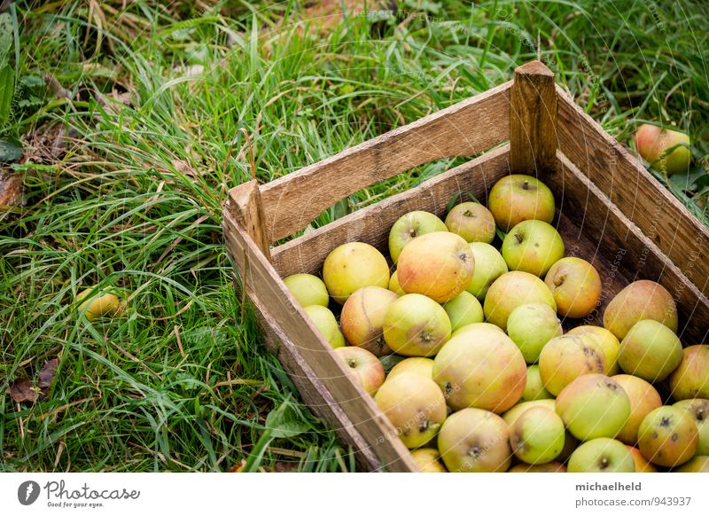 Apple harvest 2 Food Fruit Organic produce Vegetarian diet Diet Fasting Healthy Sustainability Natural To enjoy apple box Fuit growing Healthy Eating