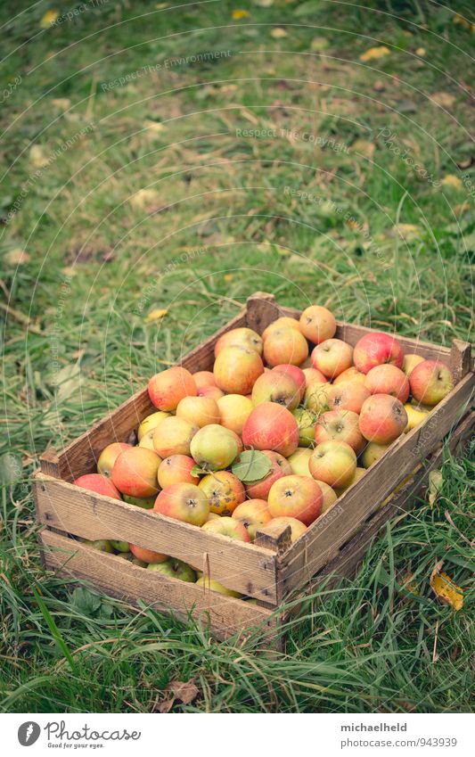 Apple harvest 3 Fruit Nutrition Organic produce Vegetarian diet Diet Fasting Healthy Natural Sustainability apple box Holstein Cox Cox Orange Healthy Eating