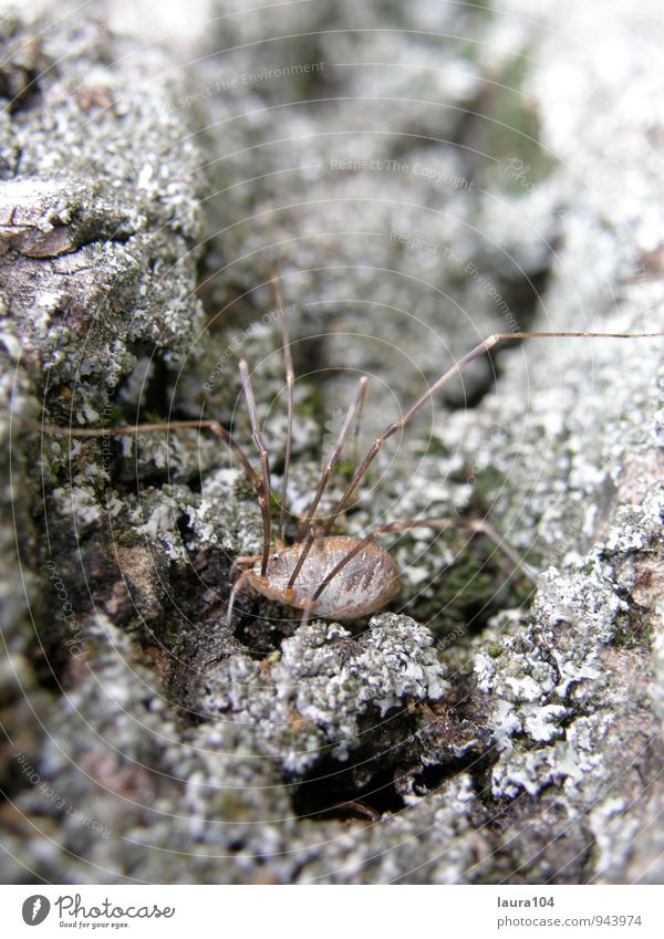 spider Hiking Environment Animal Spider 1 Threat Dark Creepy Brown Black White Fear Tree Tree trunk Wood Colour photo Exterior shot Day