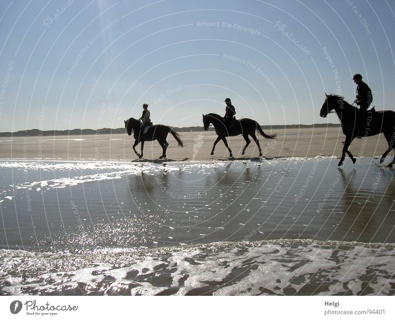 Silhouettes of three riders in sunshine on the beach Subdued colour Exterior shot Copy Space top Day Shadow Reflection Sunlight Back-light Joy Contentment